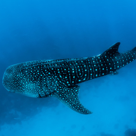 Whale shark 